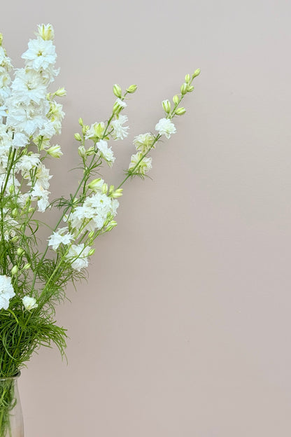 Sommerridderspore 'Brisbane White' - frø - 1-årige sommerblomster - til din skærehave her vist på billede 6 fra Frk. Grønt