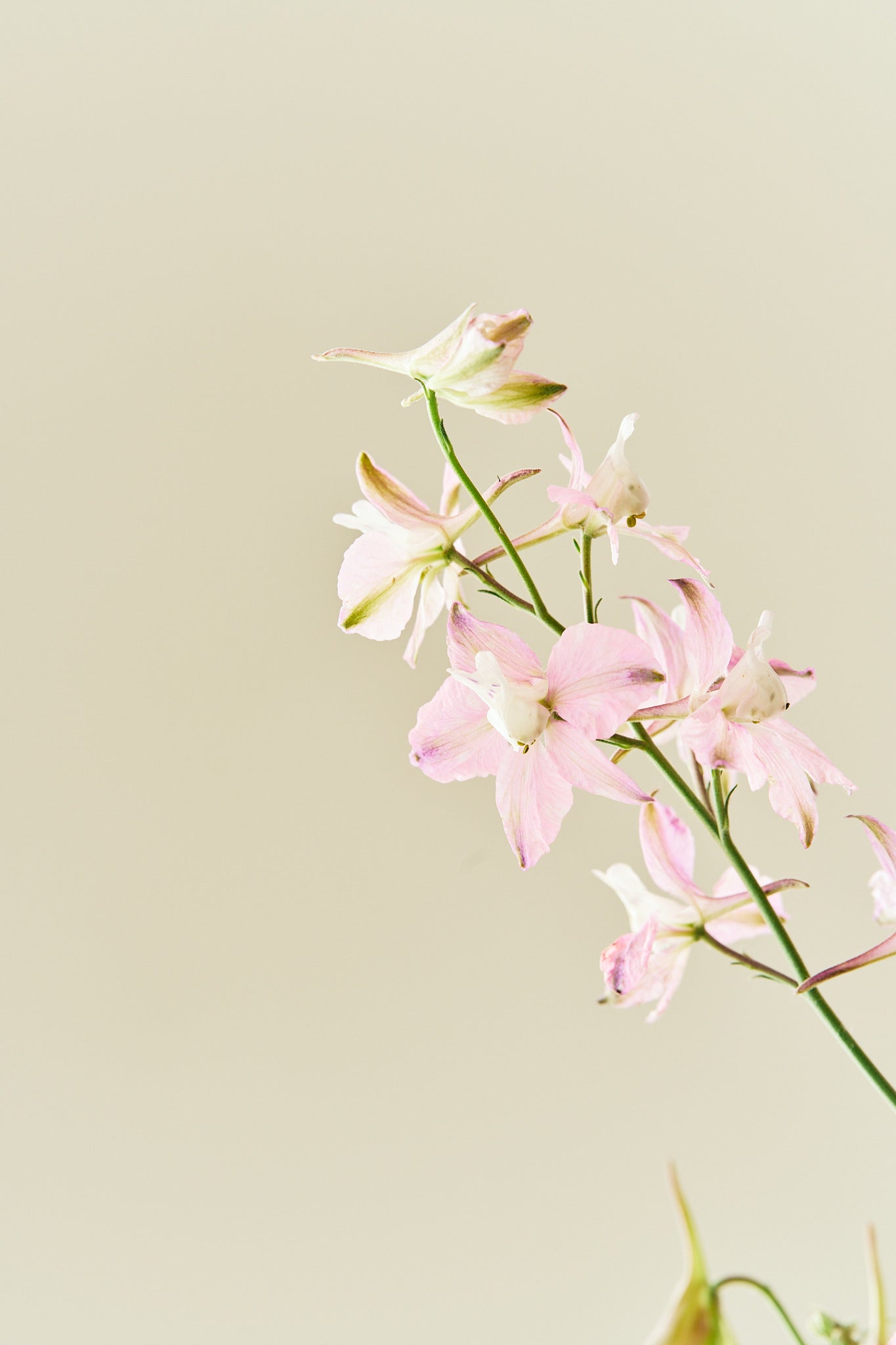 Sommerridderspore 'Fancy Belladonna' - frø - 1-årige sommerblomster - til din skærehave her vist på billede 1 fra Frk. Grønt