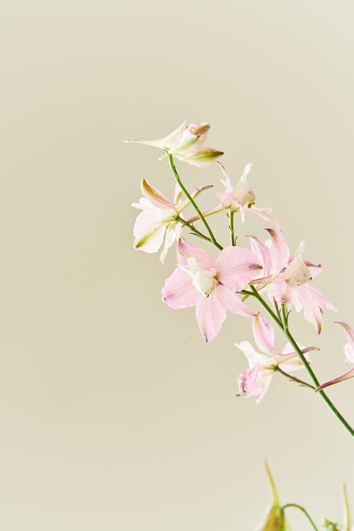 Sommerridderspore 'Fancy Belladonna' - frø - 1-årige sommerblomster - til din skærehave her vist på billede 1 fra Frk. Grønt