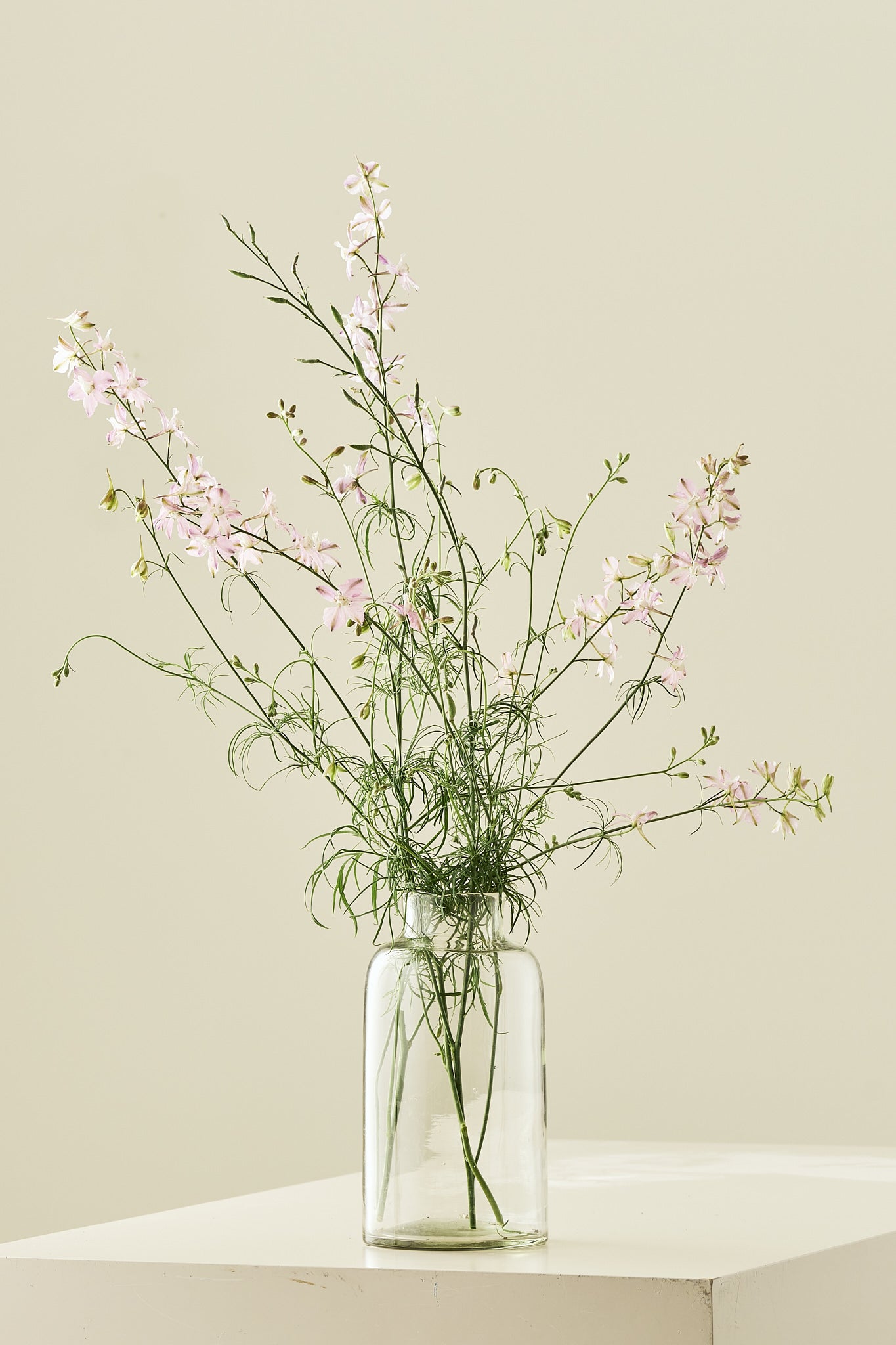 Sommerridderspore 'Fancy Belladonna' - frø - 1-årige sommerblomster - til din skærehave her vist på billede 2 fra Frk. Grønt