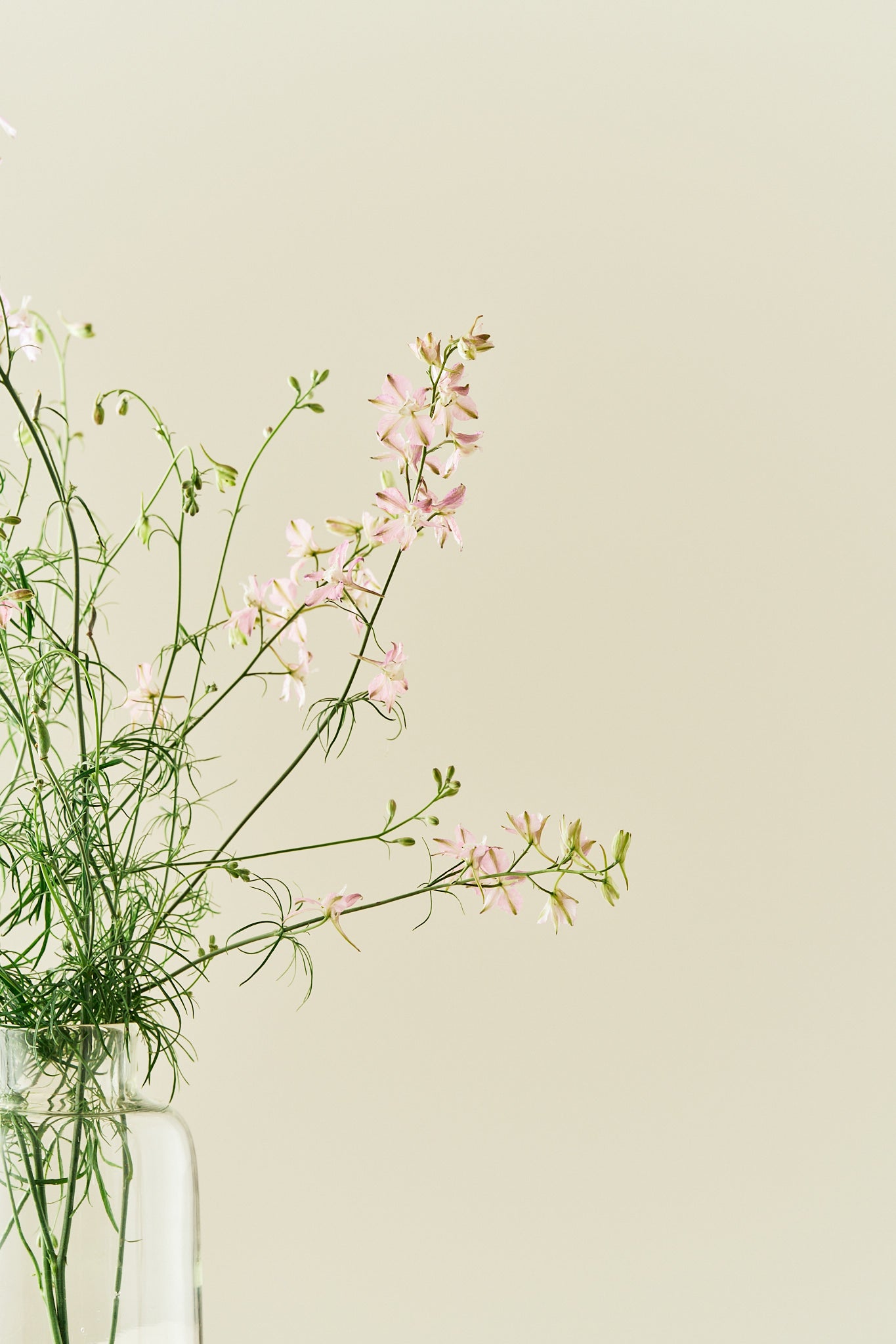 Sommerridderspore 'Fancy Belladonna' - frø - 1-årige sommerblomster - til din skærehave her vist på billede 3 fra Frk. Grønt