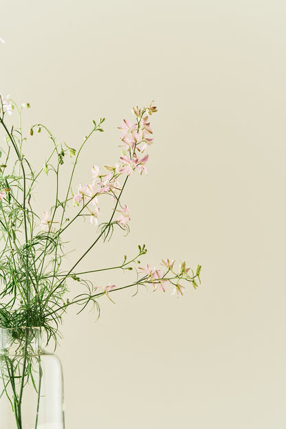 Sommerridderspore 'Fancy Belladonna' - frø - 1-årige sommerblomster - til din skærehave her vist på billede 3 fra Frk. Grønt