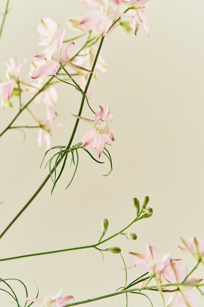 Sommerridderspore 'Fancy Belladonna' - frø - 1-årige sommerblomster - til din skærehave her vist på billede 4 fra Frk. Grønt