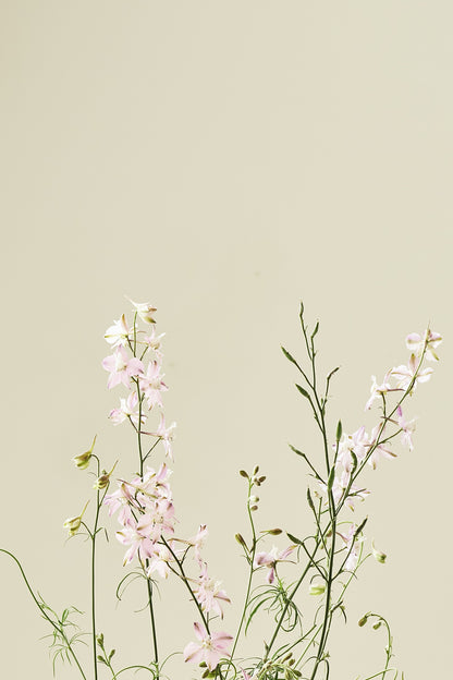 Sommerridderspore 'Fancy Belladonna' - frø - 1-årige sommerblomster - til din skærehave her vist på billede 5 fra Frk. Grønt