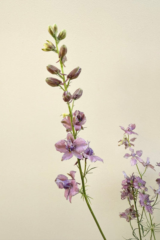 Sommerridderspore 'Misty Lavender' - frø - 1-årige sommerblomster - til din skærehave her vist på billede 1 fra Frk. Grønt