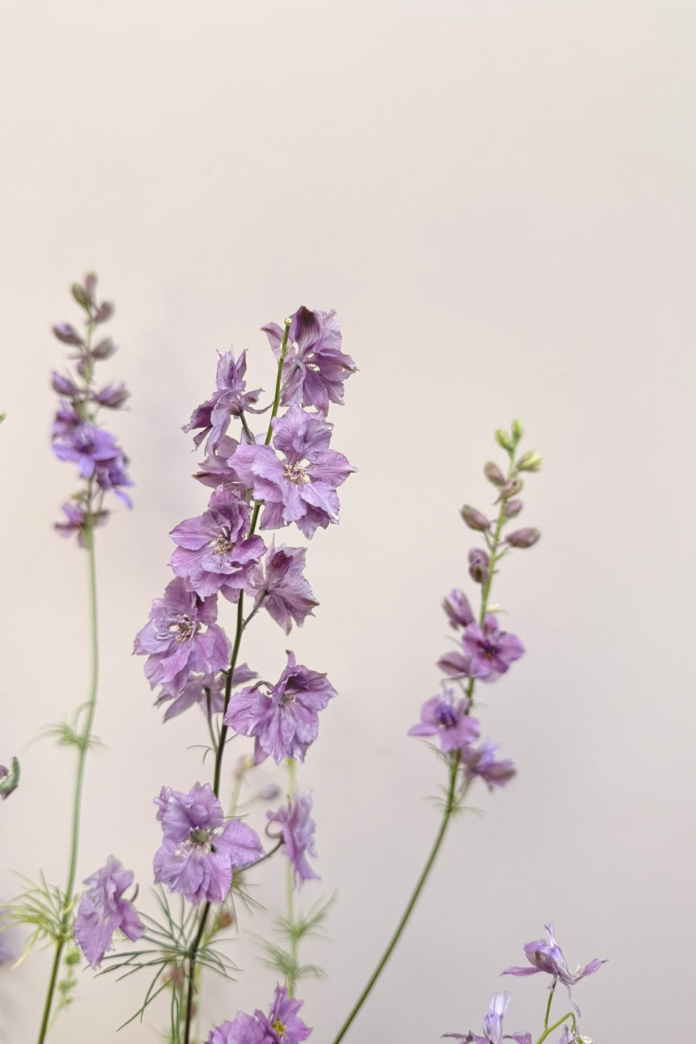 Sommerridderspore 'Misty Lavender' - frø - 1-årige sommerblomster - til din skærehave her vist på billede 2 fra Frk. Grønt