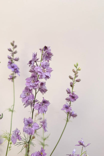 Sommerridderspore 'Misty Lavender' - frø - 1-årige sommerblomster - til din skærehave her vist på billede 2 fra Frk. Grønt