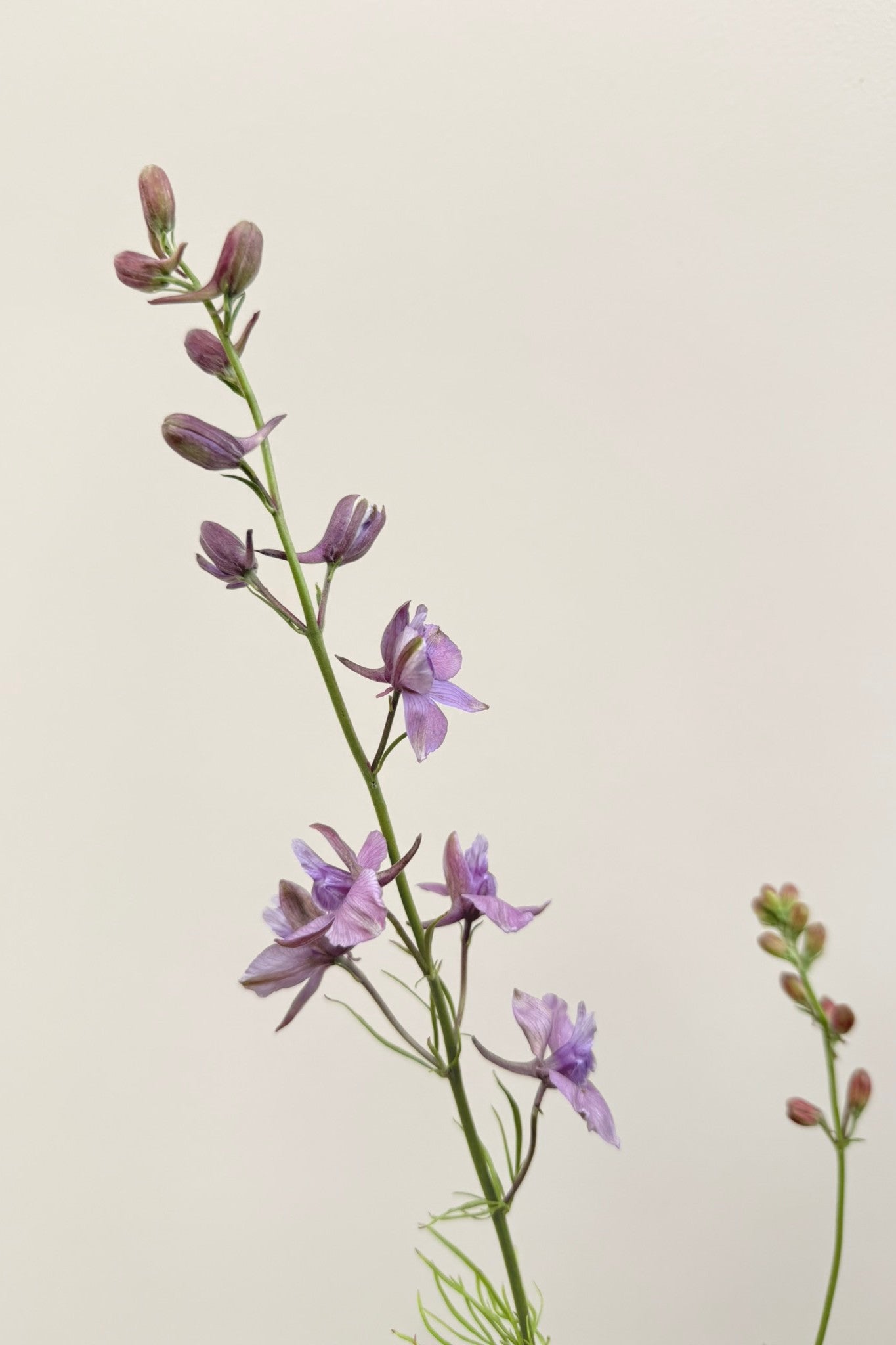 Sommerridderspore 'Misty Lavender' - frø - 1-årige sommerblomster - til din skærehave her vist på billede 3 fra Frk. Grønt
