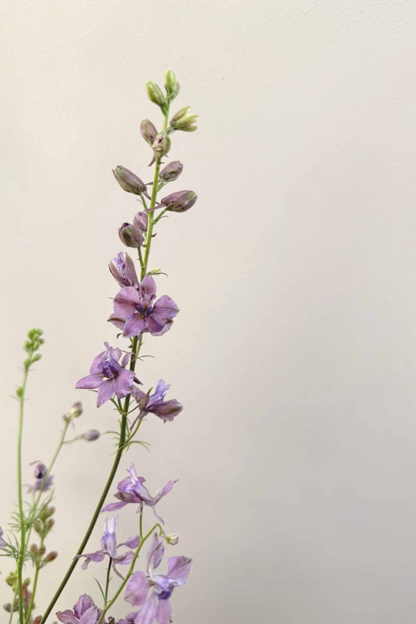 Sommerridderspore 'Misty Lavender' - frø - 1-årige sommerblomster - til din skærehave her vist på billede 4 fra Frk. Grønt
