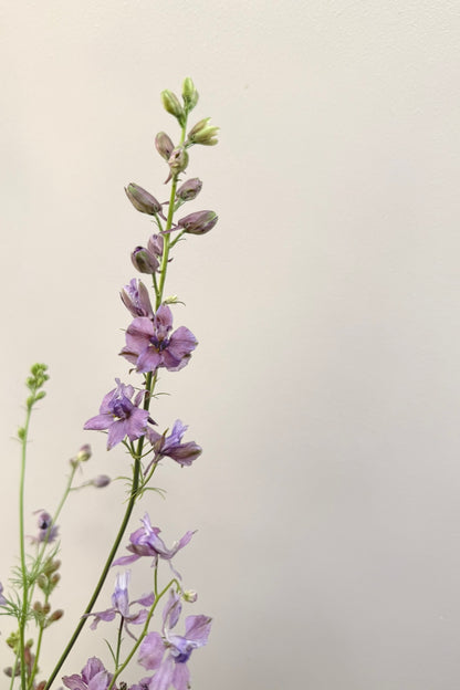 Sommerridderspore 'Misty Lavender' - frø - 1-årige sommerblomster - til din skærehave her vist på billede 4 fra Frk. Grønt