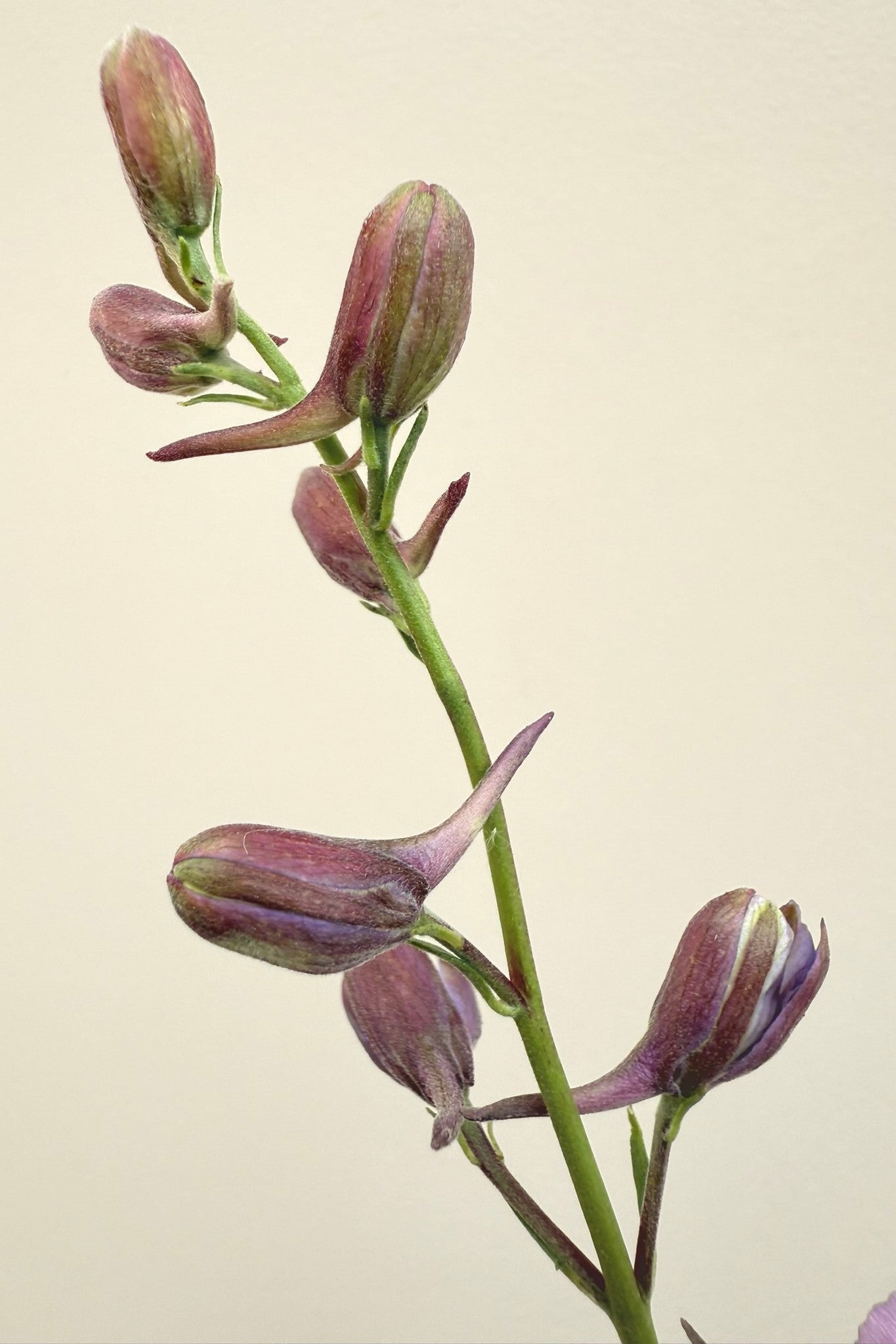 Sommerridderspore 'Misty Lavender' - frø - 1-årige sommerblomster - til din skærehave her vist på billede 5 fra Frk. Grønt