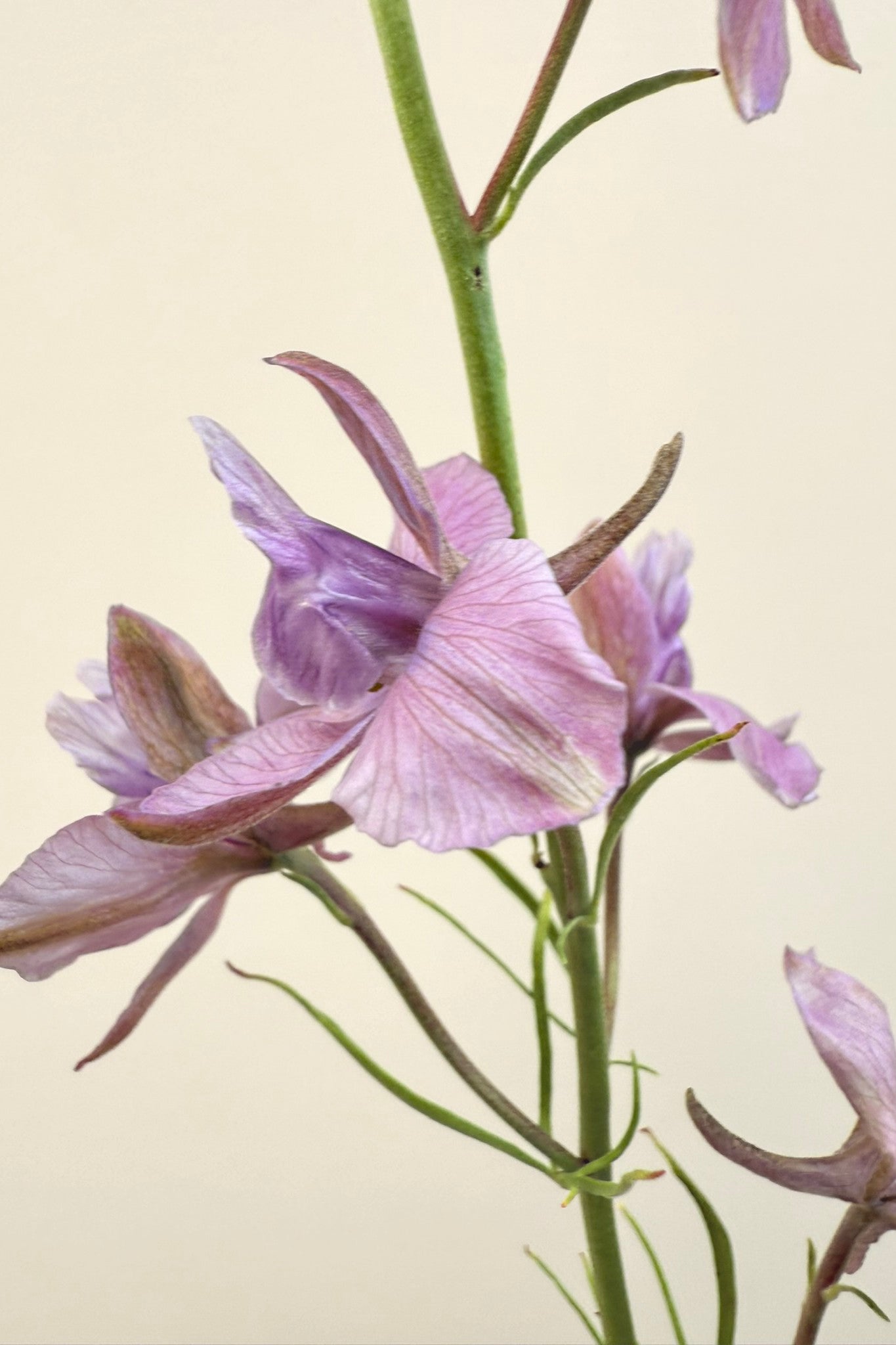 Sommerridderspore 'Misty Lavender' - frø - 1-årige sommerblomster - til din skærehave her vist på billede 6 fra Frk. Grønt