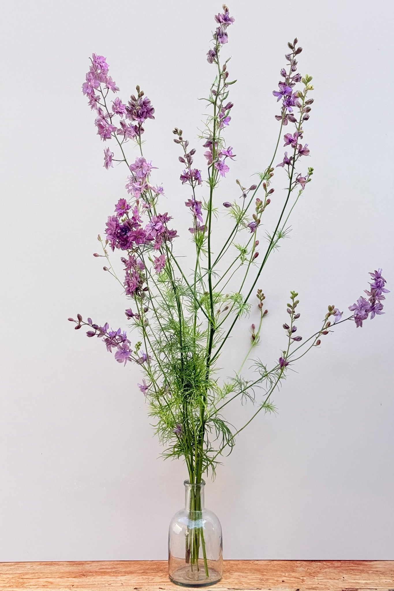 Sommerridderspore 'Misty Lavender' - frø - 1-årige sommerblomster - til din skærehave her vist på billede 7 fra Frk. Grønt