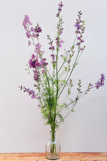Sommerridderspore 'Misty Lavender' - frø - 1-årige sommerblomster - til din skærehave her vist på billede 7 fra Frk. Grønt