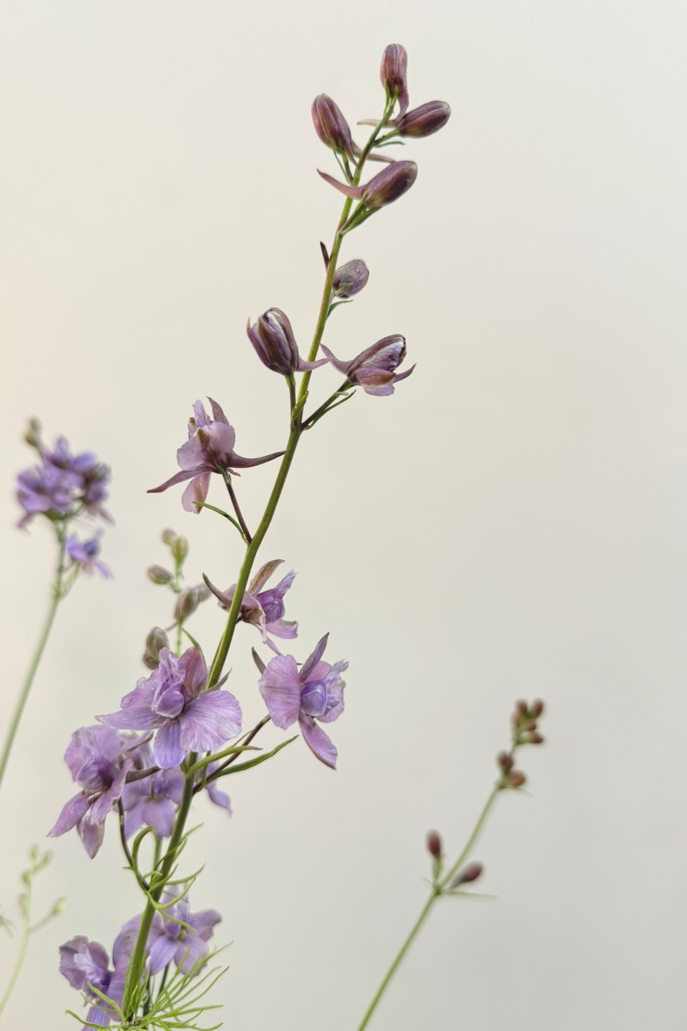 Sommerridderspore 'Misty Lavender' - frø - 1-årige sommerblomster - til din skærehave her vist på billede 8 fra Frk. Grønt