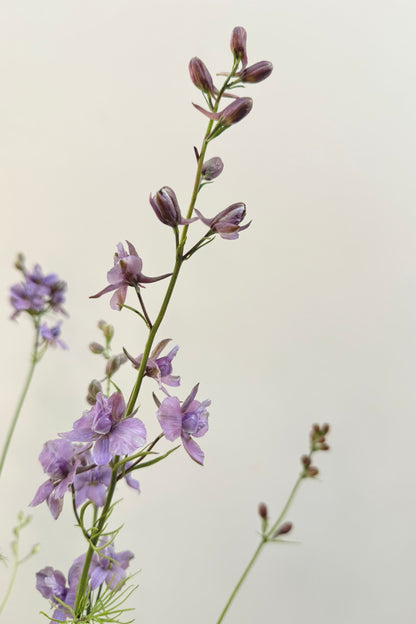 Sommerridderspore 'Misty Lavender' - frø - 1-årige sommerblomster - til din skærehave her vist på billede 8 fra Frk. Grønt
