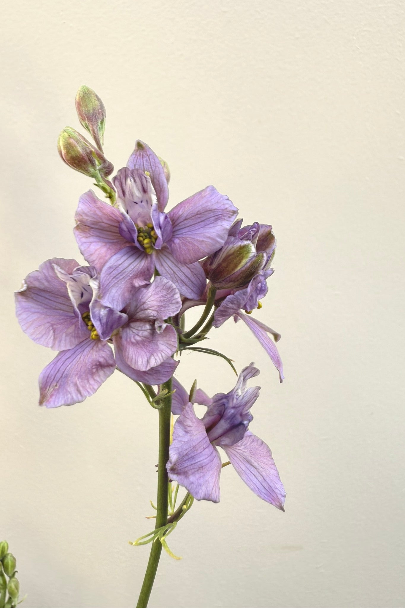 Sommerridderspore 'Misty Lavender' - frø - 1-årige sommerblomster - til din skærehave her vist på billede 9 fra Frk. Grønt