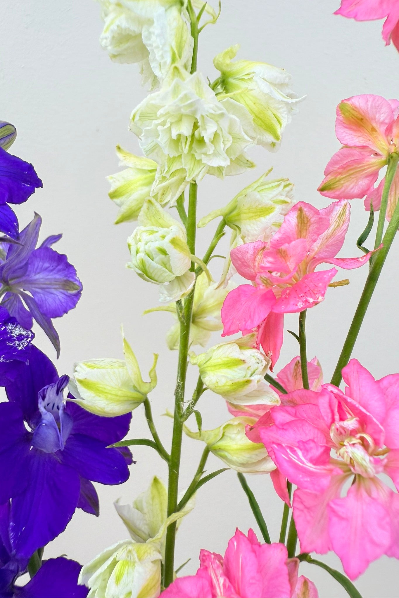 Sommerridderspore 'Qis Formula Mixture' - frø - 1-årige sommerblomster - til din skærehave her vist på billede 1 fra Frk. Grønt