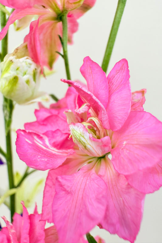 Sommerridderspore 'Qis Formula Mixture' - frø - 1-årige sommerblomster - til din skærehave her vist på billede 2 fra Frk. Grønt