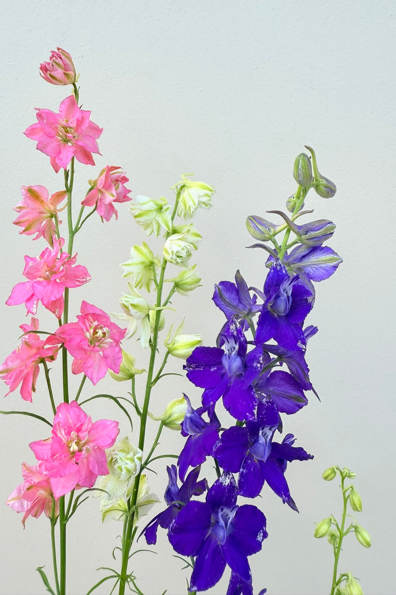 Sommerridderspore 'Qis Formula Mixture' - frø - 1-årige sommerblomster - til din skærehave her vist på billede 3 fra Frk. Grønt