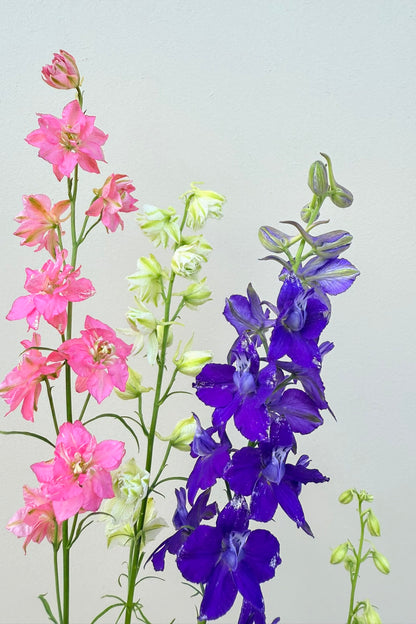 Sommerridderspore 'Qis Formula Mixture' - frø - 1-årige sommerblomster - til din skærehave her vist på billede 3 fra Frk. Grønt