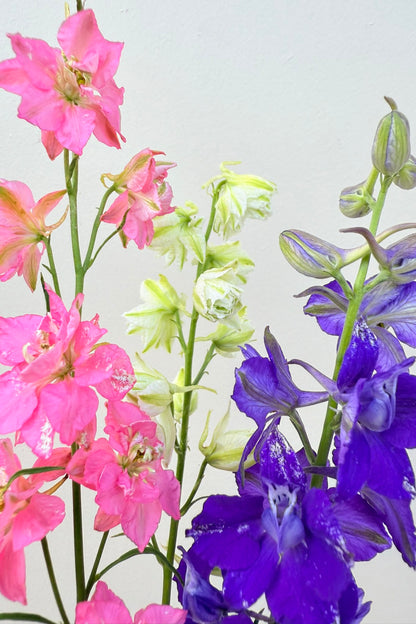 Sommerridderspore 'Qis Formula Mixture' - frø - 1-årige sommerblomster - til din skærehave her vist på billede 4 fra Frk. Grønt