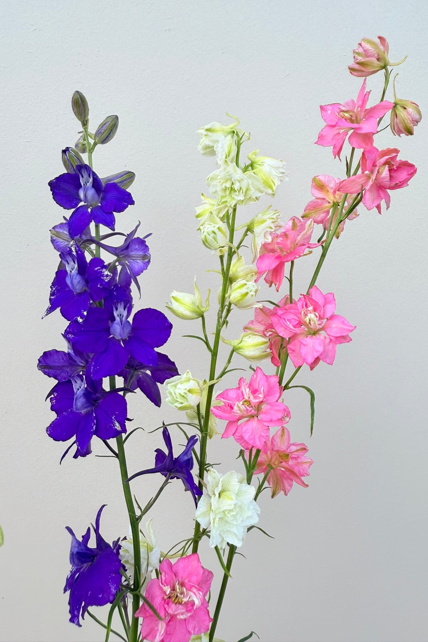 Sommerridderspore 'Qis Formula Mixture' - frø - 1-årige sommerblomster - til din skærehave her vist på billede 5 fra Frk. Grønt