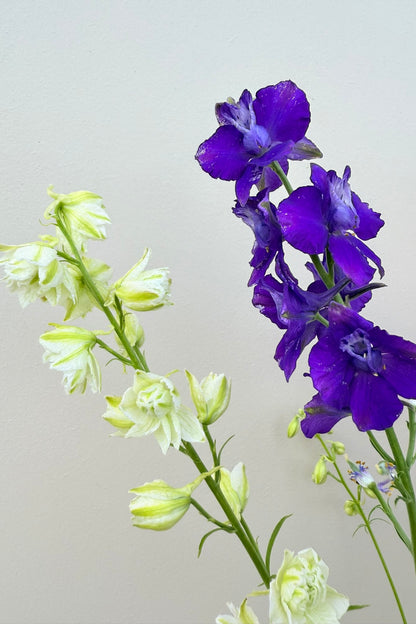 Sommerridderspore 'Qis Formula Mixture' - frø - 1-årige sommerblomster - til din skærehave her vist på billede 7 fra Frk. Grønt