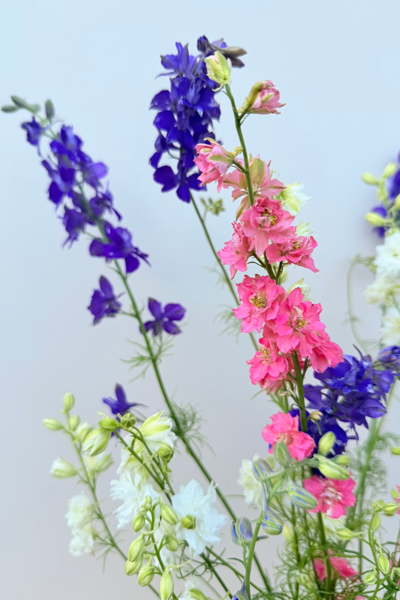 Sommerridderspore 'Qis Formula Mixture' - frø - 1-årige sommerblomster - til din skærehave her vist på billede 8 fra Frk. Grønt