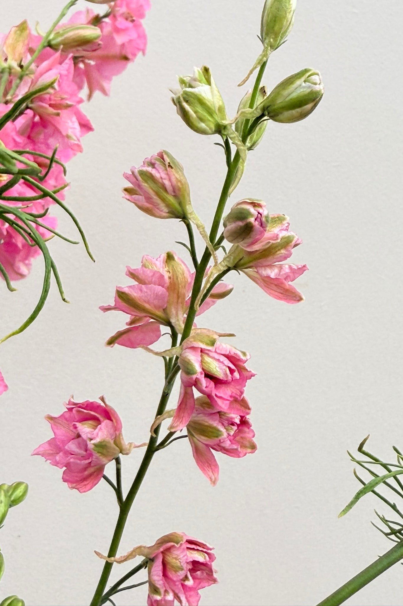 Sommerridderspore 'Qis Rose' - frø - 1-årige sommerblomster - til din skærehave her vist på billede 1 fra Frk. Grønt