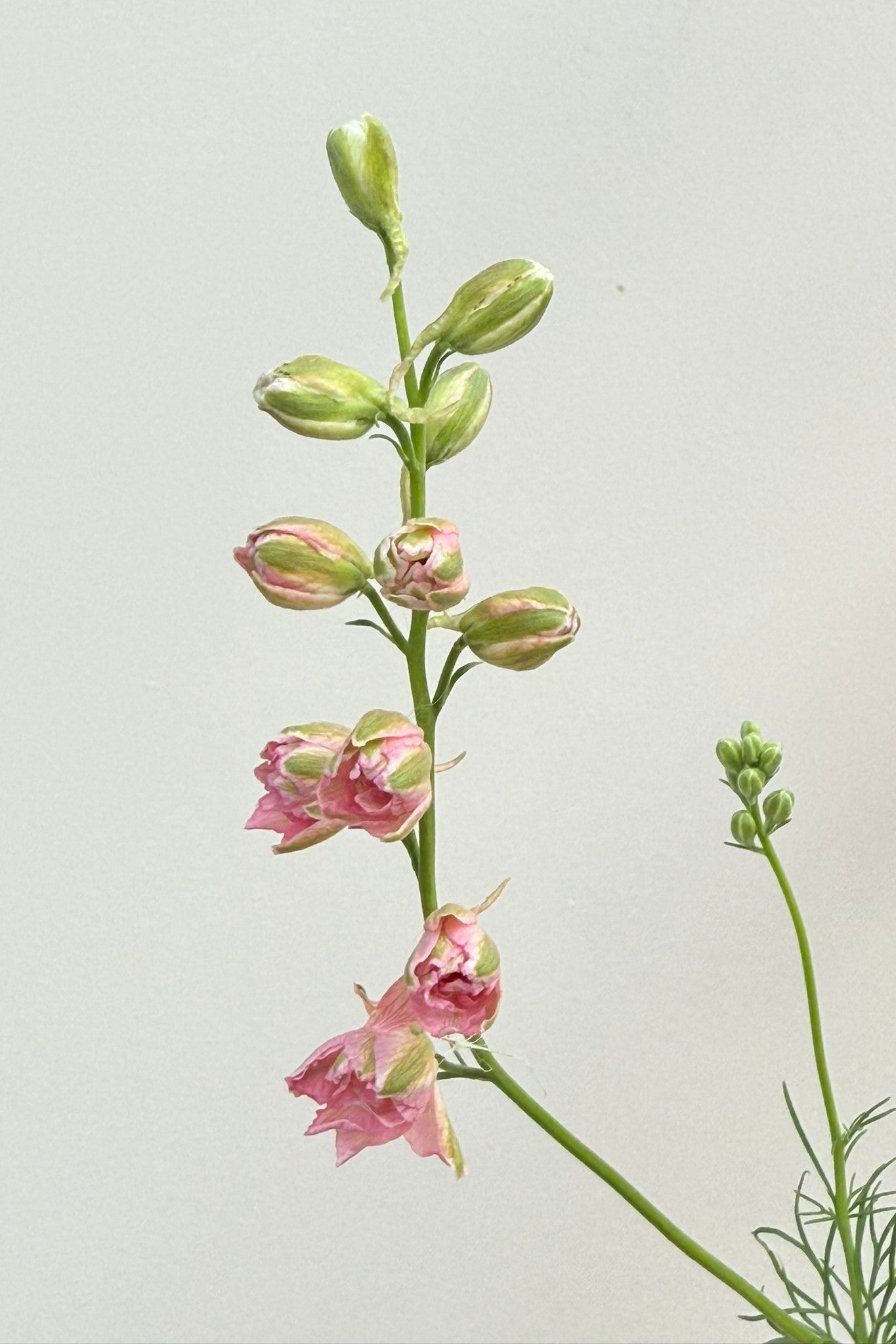 Sommerridderspore 'Qis Rose' - frø - 1-årige sommerblomster - til din skærehave her vist på billede 3 fra Frk. Grønt