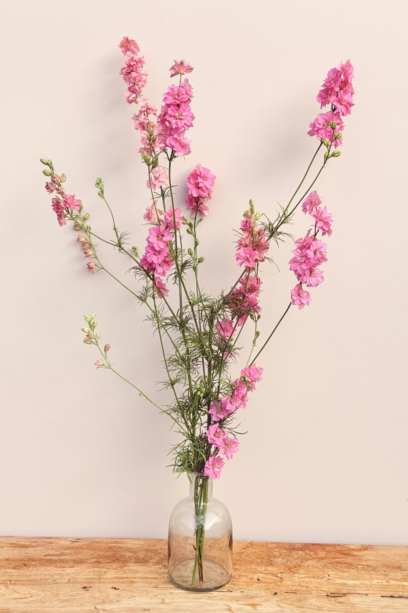 Sommerridderspore 'Qis Rose' - frø - 1-årige sommerblomster - til din skærehave her vist på billede 4 fra Frk. Grønt