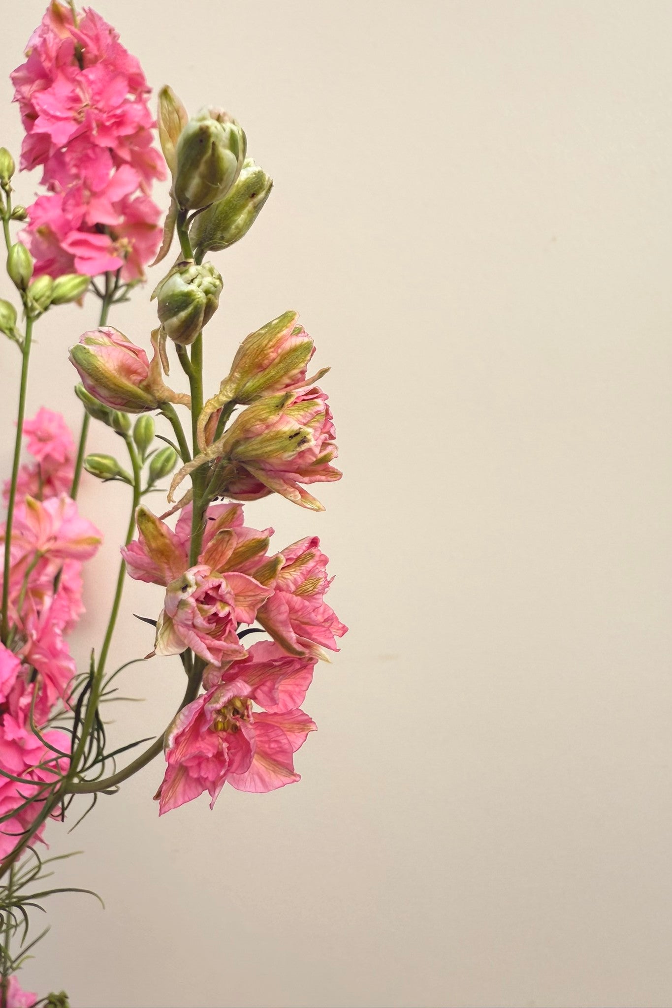 Sommerridderspore 'Qis Rose' - frø - 1-årige sommerblomster - til din skærehave her vist på billede 5 fra Frk. Grønt