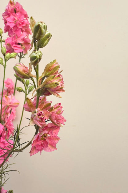 Sommerridderspore 'Qis Rose' - frø - 1-årige sommerblomster - til din skærehave her vist på billede 5 fra Frk. Grønt