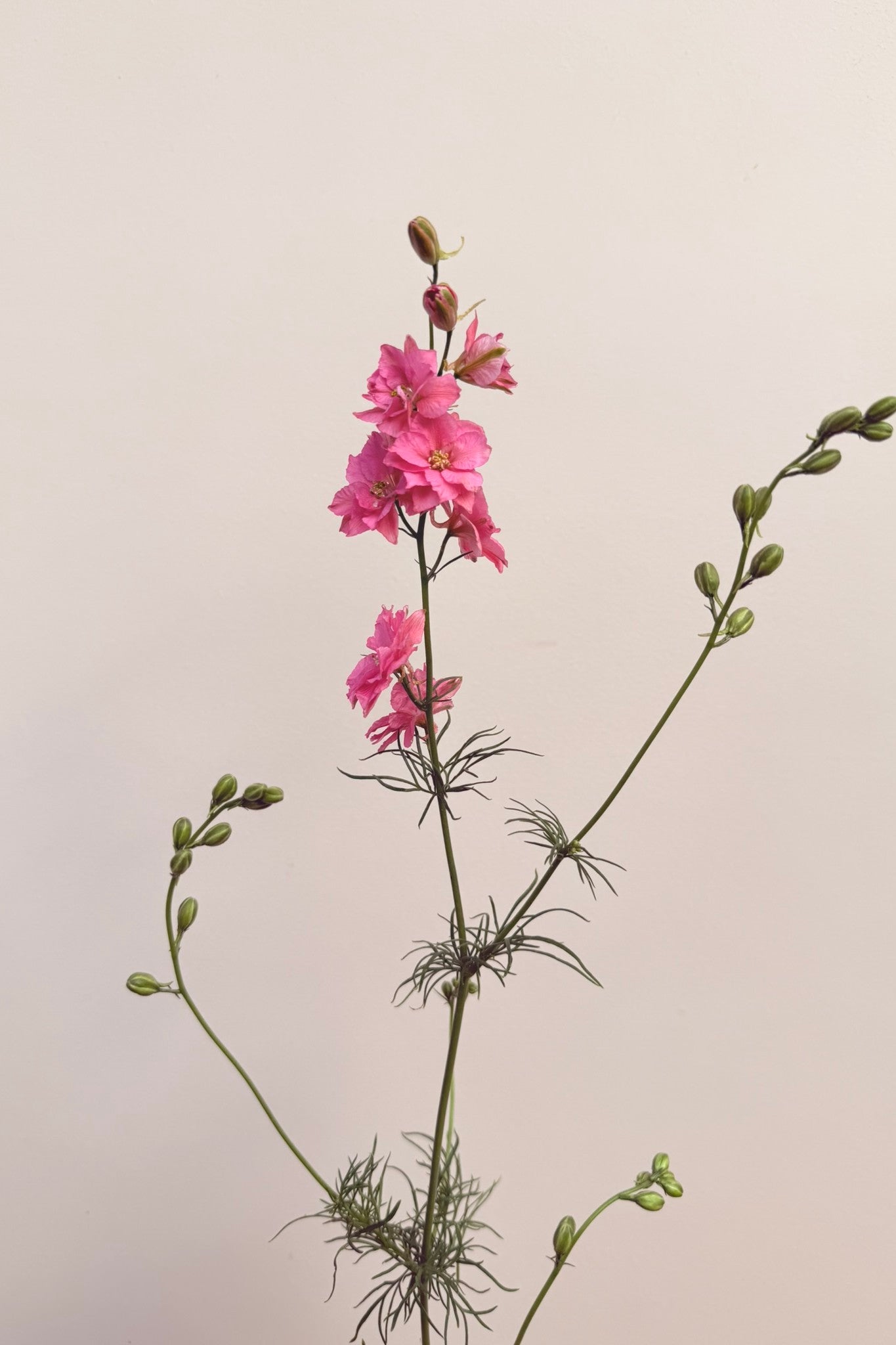 Sommerridderspore 'Qis Rose' - frø - 1-årige sommerblomster - til din skærehave her vist på billede 6 fra Frk. Grønt