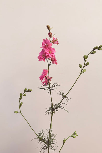 Sommerridderspore 'Qis Rose' - frø - 1-årige sommerblomster - til din skærehave her vist på billede 6 fra Frk. Grønt