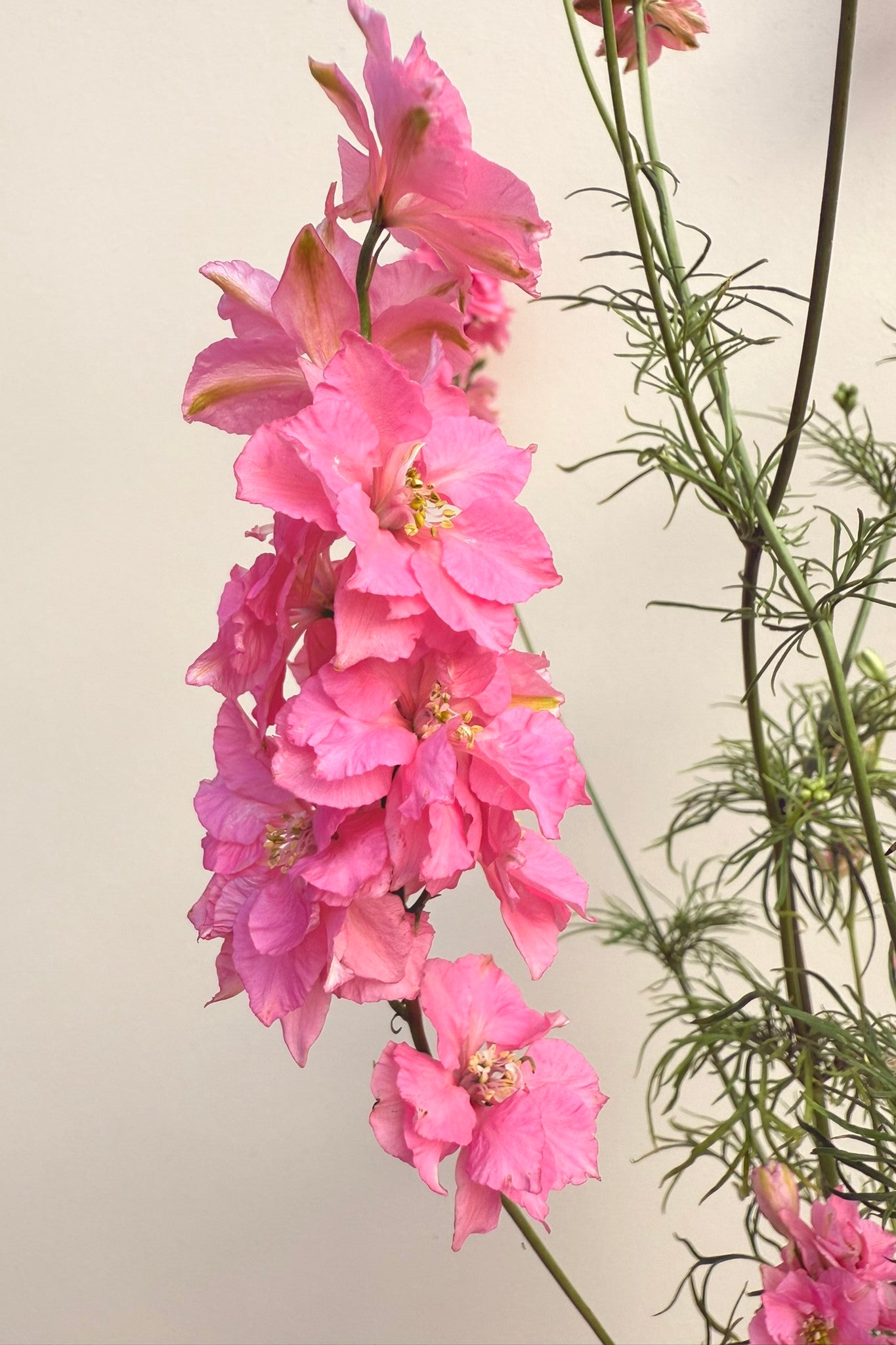 Sommerridderspore 'Qis Rose' - frø - 1-årige sommerblomster - til din skærehave her vist på billede 8 fra Frk. Grønt