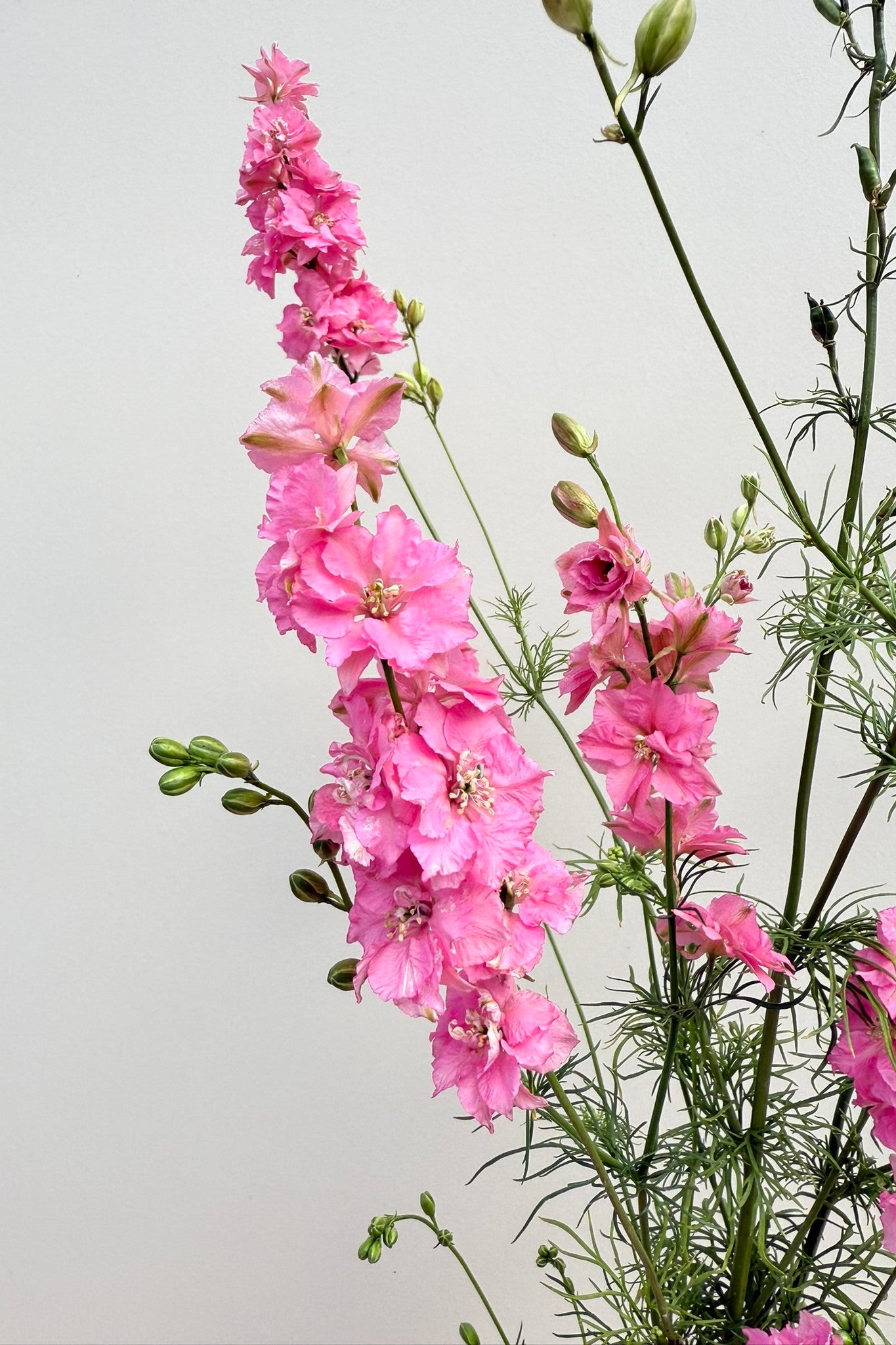 Sommerridderspore 'Qis Rose' - frø - 1-årige sommerblomster - til din skærehave her vist på billede 9 fra Frk. Grønt