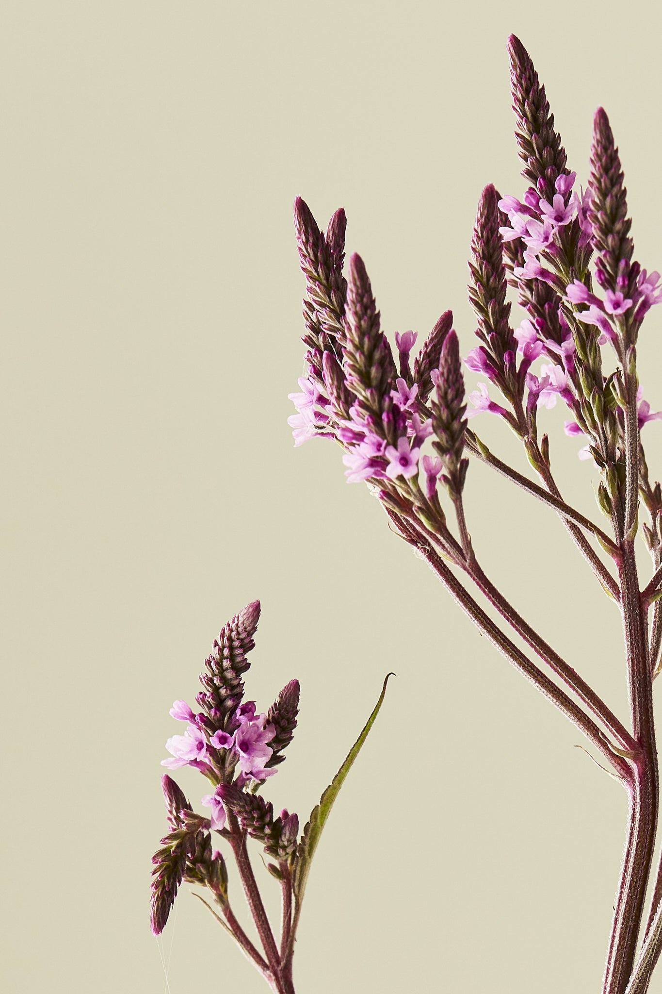 Spydverbena 'Pink Spires' - frø - Stauder - til din skærehave her vist på billede 1 fra Frk. Grønt