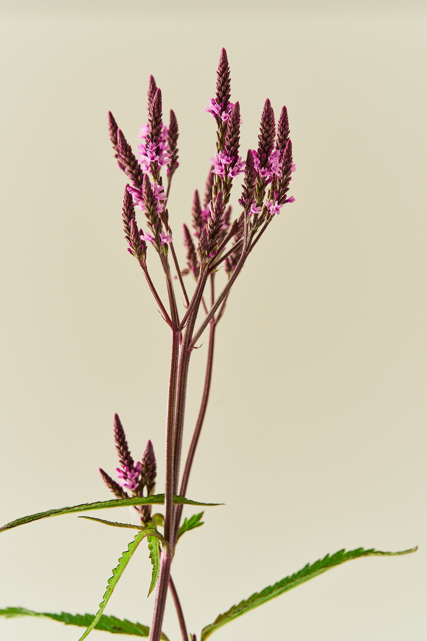Spydverbena 'Pink Spires' - frø - Stauder - til din skærehave her vist på billede 2 fra Frk. Grønt