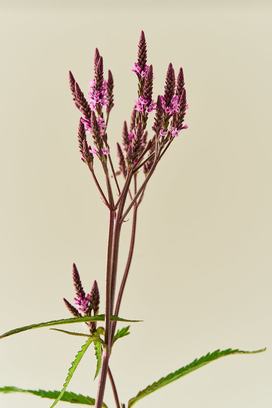 Spydverbena 'Pink Spires' - frø - Stauder - til din skærehave her vist på billede 2 fra Frk. Grønt