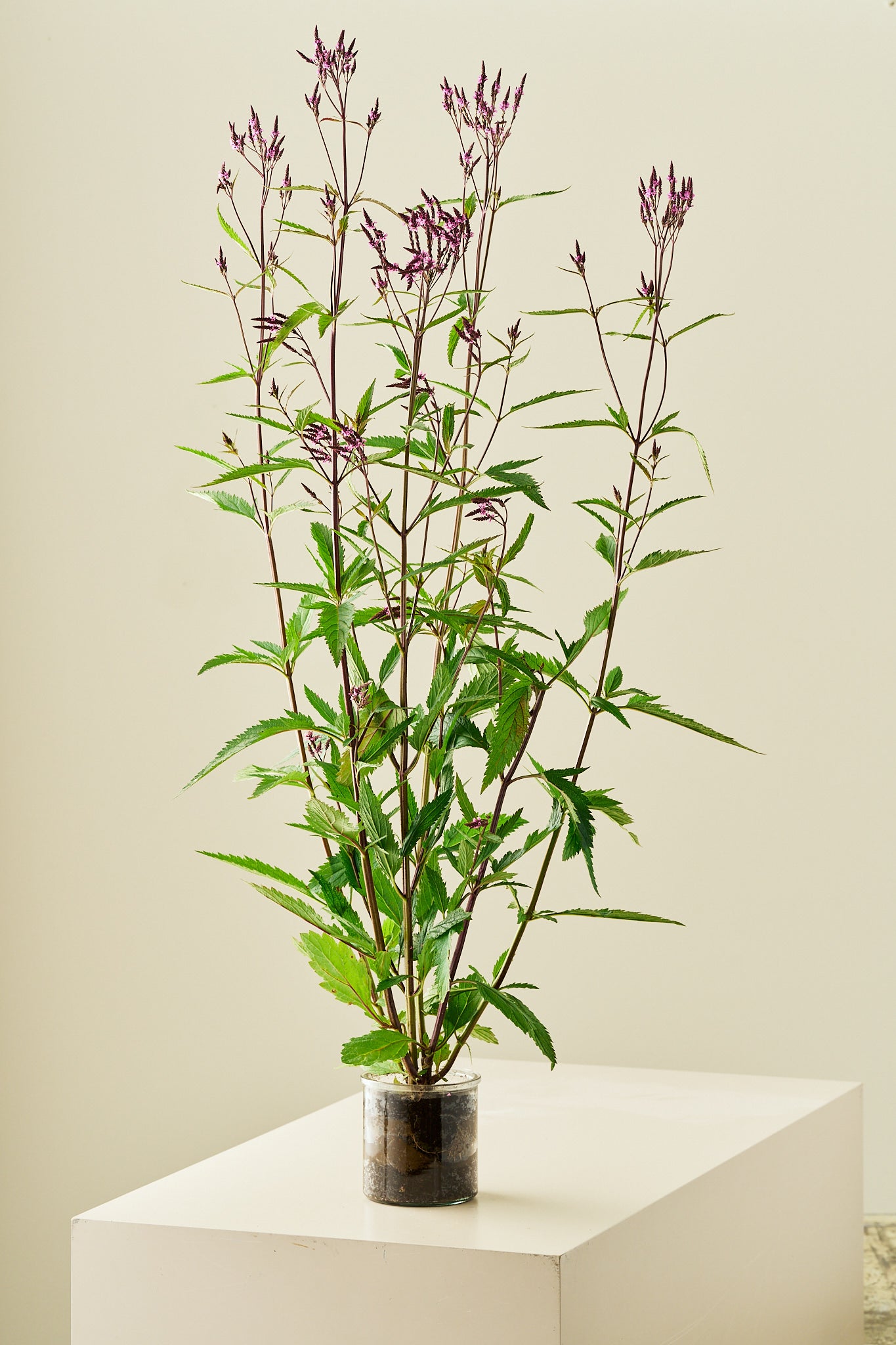 Spydverbena 'Pink Spires' - frø - Stauder - til din skærehave her vist på billede 3 fra Frk. Grønt