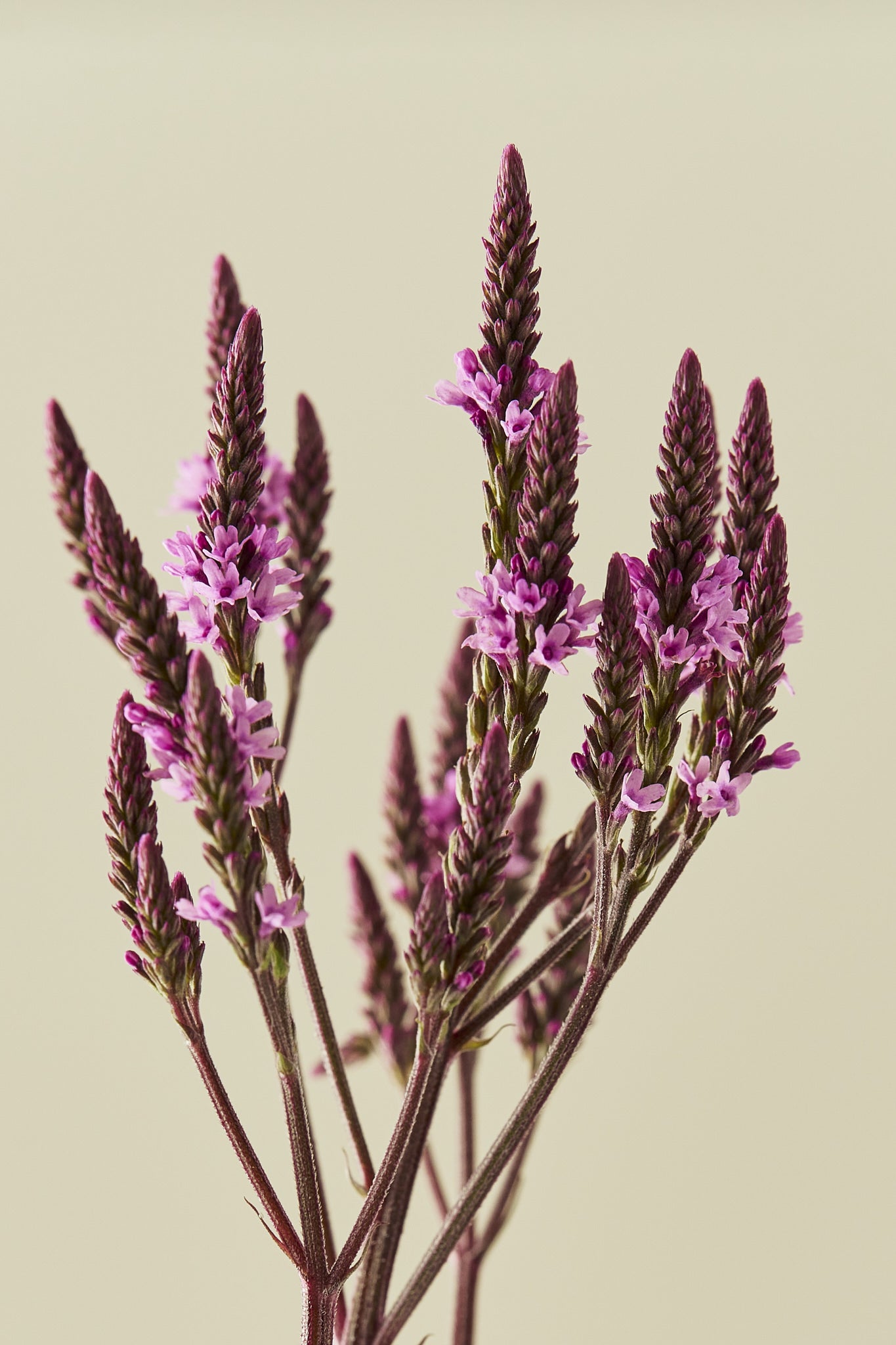Spydverbena 'Pink Spires' - frø - Stauder - til din skærehave her vist på billede 4 fra Frk. Grønt