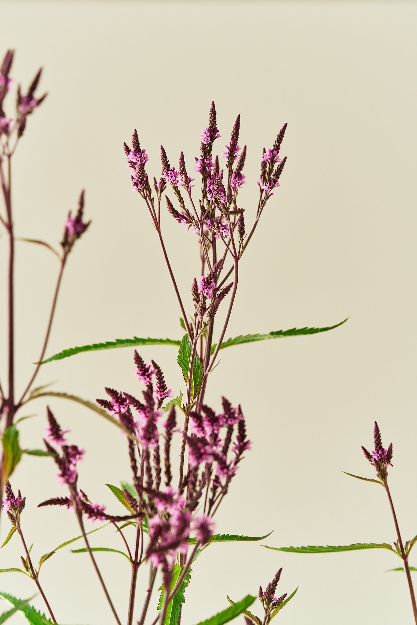 Spydverbena 'Pink Spires' - frø - Stauder - til din skærehave her vist på billede 5 fra Frk. Grønt