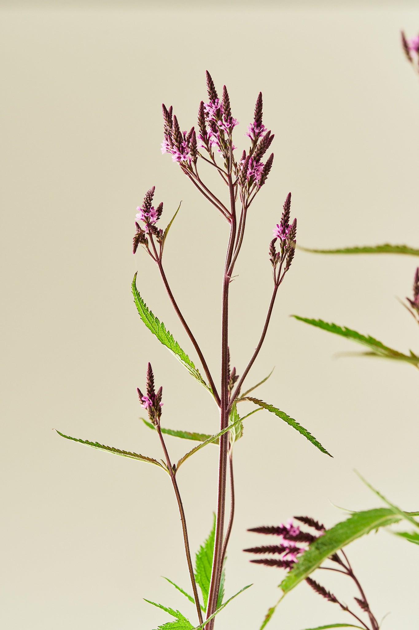 Spydverbena 'Pink Spires' - frø - Stauder - til din skærehave her vist på billede 6 fra Frk. Grønt