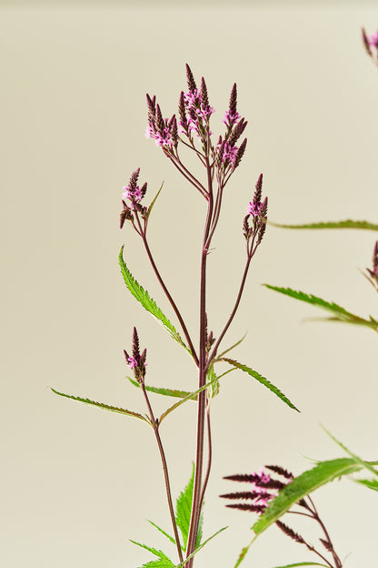 Spydverbena 'Pink Spires' - frø - Stauder - til din skærehave her vist på billede 6 fra Frk. Grønt