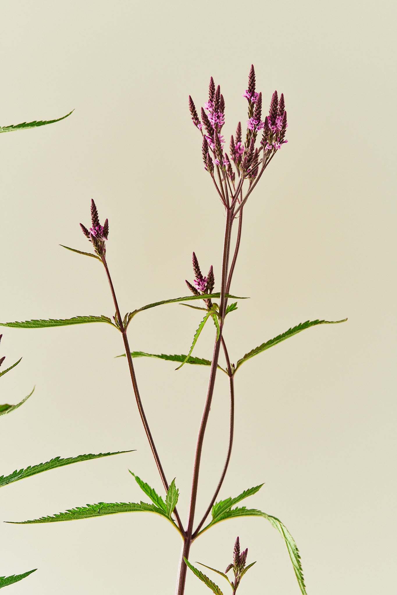 Spydverbena 'Pink Spires' - frø - Stauder - til din skærehave her vist på billede 7 fra Frk. Grønt