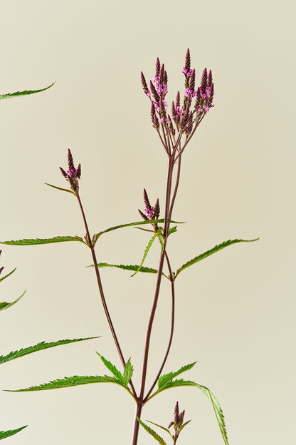 Spydverbena 'Pink Spires' - frø - Stauder - til din skærehave her vist på billede 7 fra Frk. Grønt