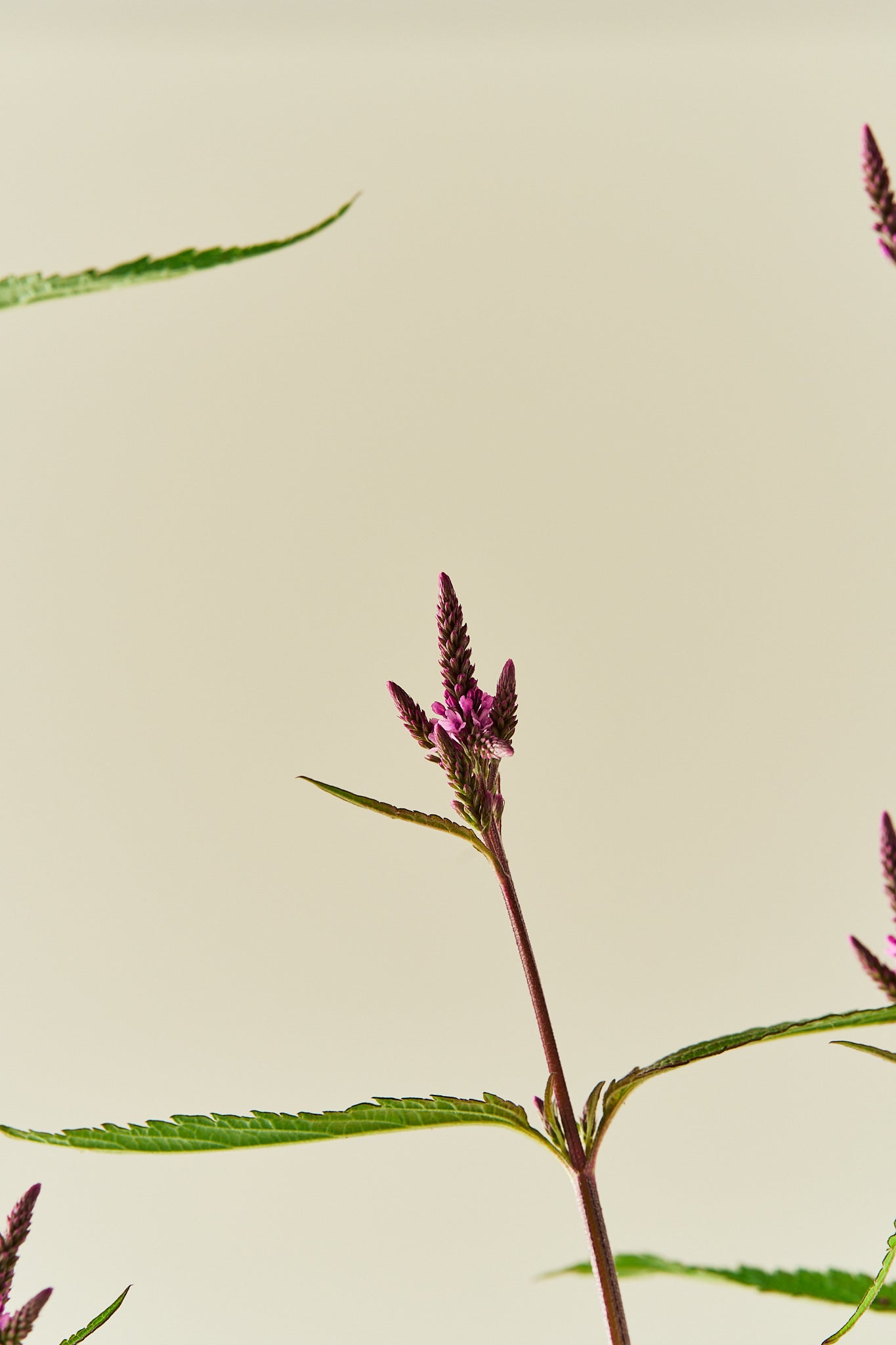 Spydverbena 'Pink Spires' - frø - Stauder - til din skærehave her vist på billede 8 fra Frk. Grønt