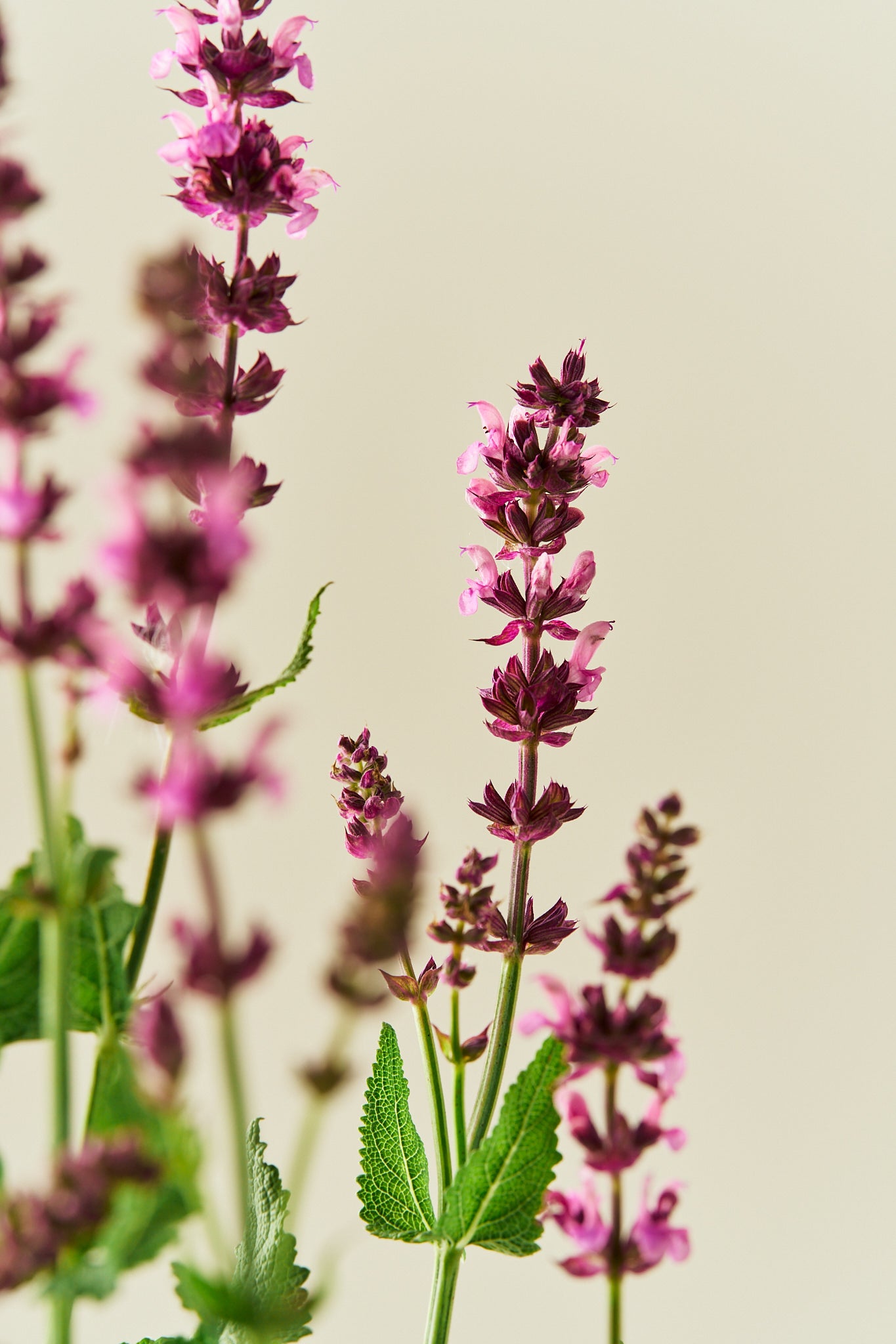 Staudesalvie 'Rose Queen' - frø - Stauder - til din skærehave her vist på billede 3 fra Frk. Grønt